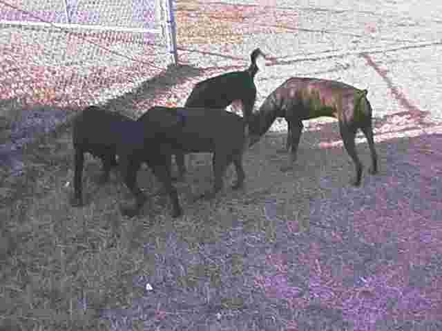 Playgroup 1